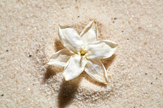 A dried white jasmine flower with star shaped petals rests on pale beige sand photographed directly from above