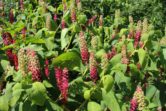 Pokeweed (Phytolacca) grows in the garden