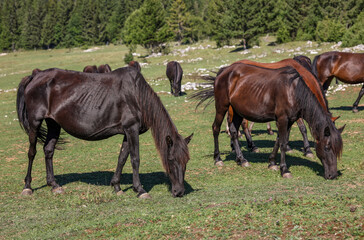 Obraz premium Herd of dark horses grazing freely on a mountain pasture surrounded by forest and rocky highland terrain on a sunny summer day