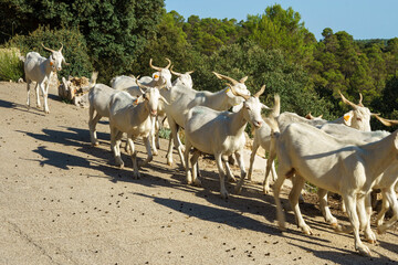 Cabras © Toni