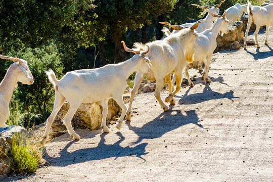 Cabras
