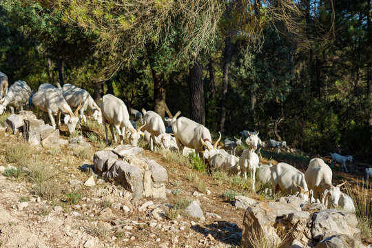Cabras
