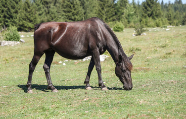 Dark horse grazing freely on a mountain pasture surrounded by grassland and forest on a sunny summer day © Samir
