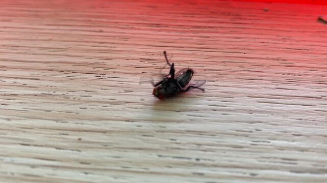 Close up view of a dead housefly lying upside down on a wooden surface