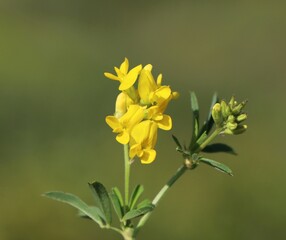 Fototapeta premium Medicago falcata (yellow alfalfa or sickle medick) wild flowering plant