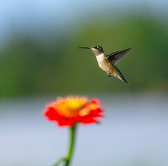 Fototapeta premium close up on flying ruby throated hummingbird above flower