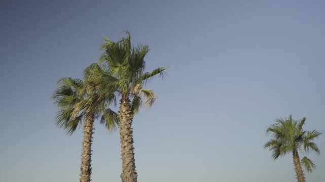France, Valras Plage 08.08.2026 &mdash; Palm Trees Top against Clear Blue Sky at Tropical Resort in Morning