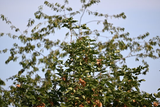 The trees seem to be bouncing back after the heatwave.