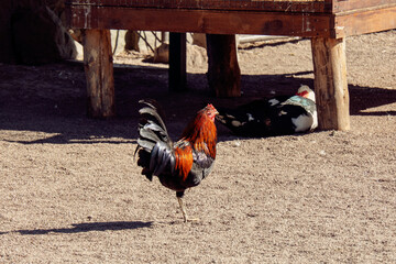 Beautiful Rooster Standing on One Leg in a Farmyard with Muscovy Duck in the Background © dizfoto1973