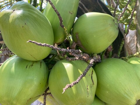 Close-up view of fresh green coconuts growing in clusters on a tropical coconut palm tree. The young coconut fruits are illuminated by natural sunlight, showcasing their smooth green husks and natural