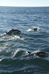 Fototapeta premium two dolphins jumping in water