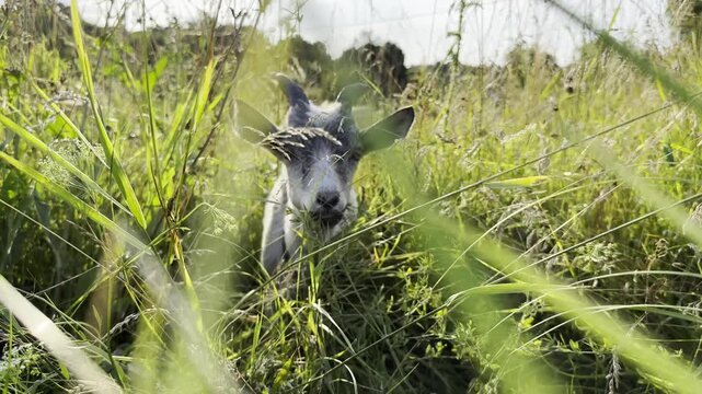 Cute goat graze peacefully on a green meadow in a sunny summer day. Pretty animal nibble fresh grass under bright daylight, creating a calm rural scene filled with warmth and natural charm
