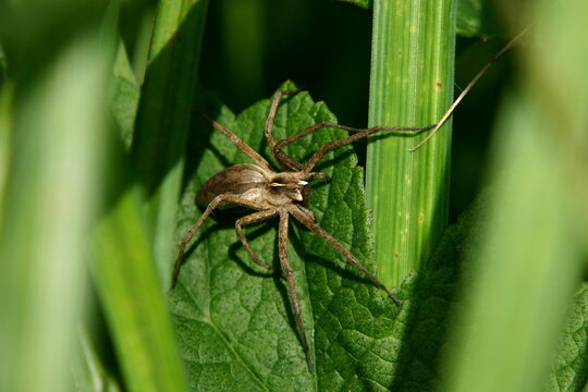 Listspinne