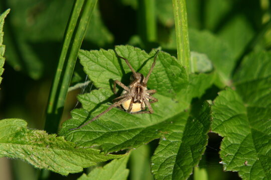 Listspinne mit Eikokon