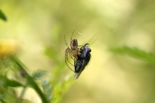 Herbstspinne mit erbeuteter Fliege
