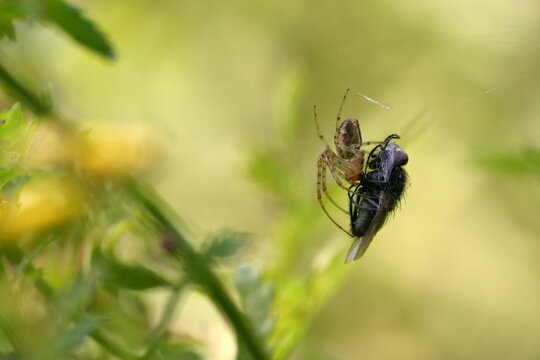 Spinne mit Beute