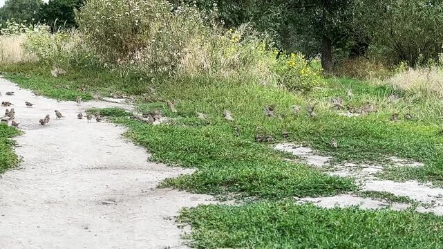 Flock of sparrows sitting on a green lawn. The birds gather peacefully on the grass, creating a natural wildlife scene with soft light and a calm outdoor atmosphere. Slow motion