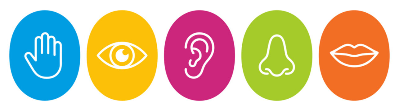 The Five Human Senses: A vibrant infographic visually representing the five human senses &ndash; touch, sight, hearing, smell, and taste &ndash; through distinct colorful icons.