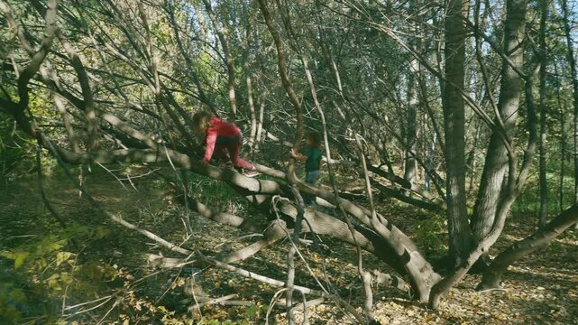 Two boys climbing on a large fallen tree over a pond in wide autumn shot