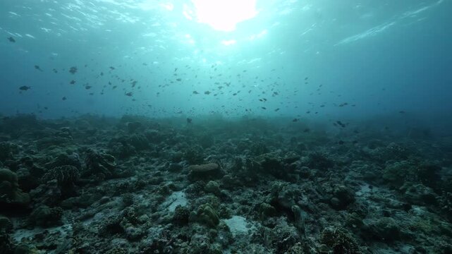 Discover the rich marine life beneath the surface of Indonesia's Indian Ocean. Colorful fish weave between coral reefs, revealing a stunning ecosystem in breathtaking clarity.