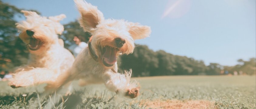 Two curly-coated terriers bounding across a lush park lawn, showing joyful energy with damp grass and soft light for pet care and veterinary marketing