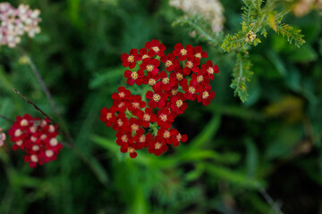 Achillea millefolium red yarrow flowers in garden © Iryna Miadzvedzeva