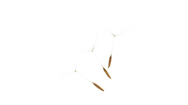 Three delicate dandelion seeds floating in the air