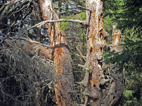 Toter Baum im Wald - dead tree in the forest