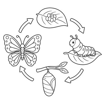Butterfly life cycle vector illustration coloring page for kids metamorphosis diagram