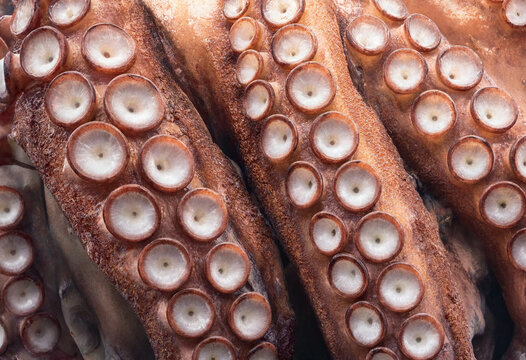 Octopus tentacles with suction cups in macro detail showing texture and natural coloration