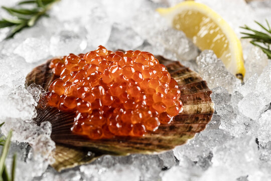 Red caviar in an open scallop shell against background of crushed ice, close up. An assortment of black and red caviar served in oyster and scallop shells on ice with lemon and rosemary