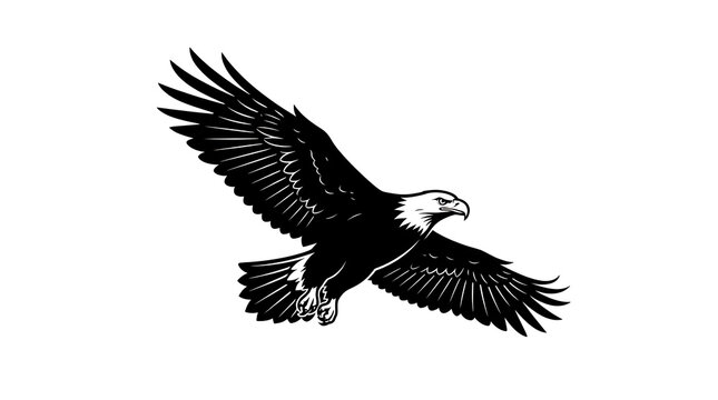 Flying bald eagle black and white vector illustration showing wings spread wide