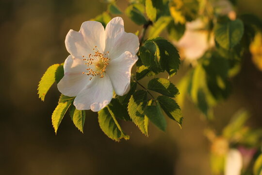 fiore di rosa canina in primavera al tramonto