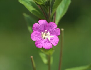 Obraz premium Great hairy willowherb (Epilobium hirsutum) growing in a meadow