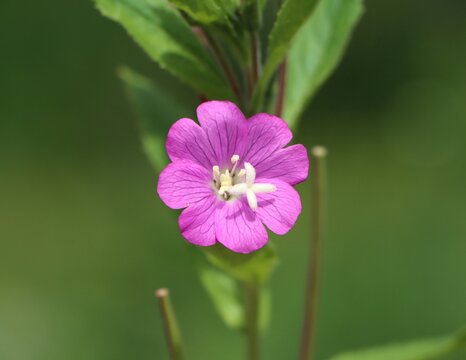 Great hairy willowherb (Epilobium hirsutum) growing in a meadow