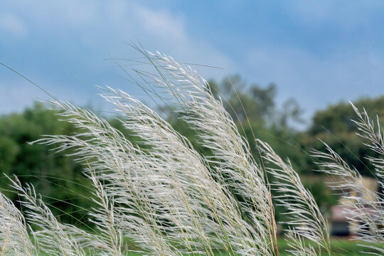 White Kash flowers (Kans grass) known as Saccharum spontaneum, sway gently beneath a clear blue autumn sky, symbolizing the arrival of Sharad and the festive season in Bengal.