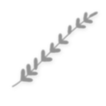 Natural olive branch leaf shadow overlay on transparent background