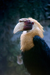 Close-up portrait of a great hornbill with massive bill and casque in a dark tropical forest. Wildlife conservation and exotic bird concept. © jahorimine