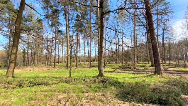 Spring forest landscape with tall trees and fresh green grass on a sunny day. A gentle leftward camera movement reveals the peaceful woodland scenery in early spring.