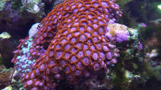 Zoanthus sp. &mdash; a colony of colonial coral polyps of the family Zoanthidae, forming a dense, brightly colored covering on the surface of reef rock
