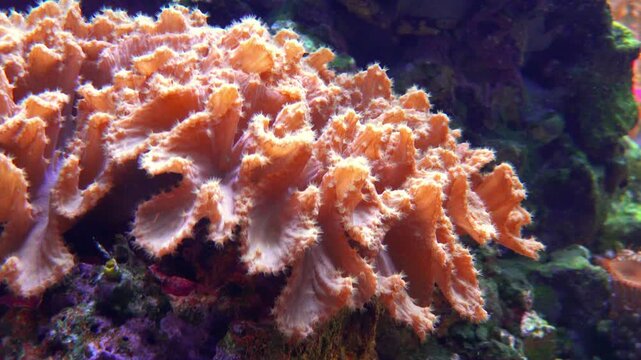 Cabbage leather coral (Sinularia brassica), a popular and hardy species of soft coral, recognizable by its folded, wavy, cabbage-like lobes