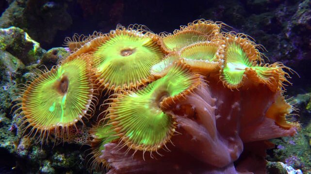A colony of colonial anemones or zoanthids, apparently belonging to the genus Palythoa or historically referred to as Protopalythoa