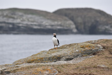 Fototapeta premium nature in newfoundland
