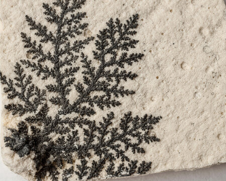 Black Manganese Dendrites Branching Across Pale Limestone Stone