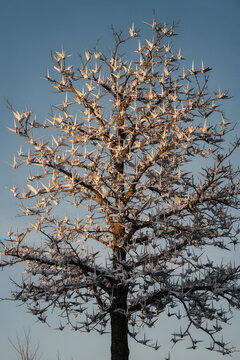 Hundreds of Origami Paper Cranes Roosting on Bare Tree Branches