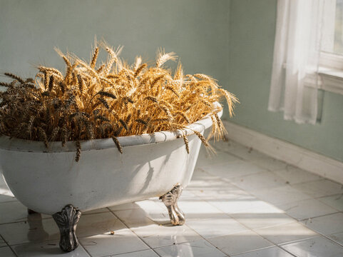 Vintage Claw Foot Bathtub Filled With Golden Wheat Ears