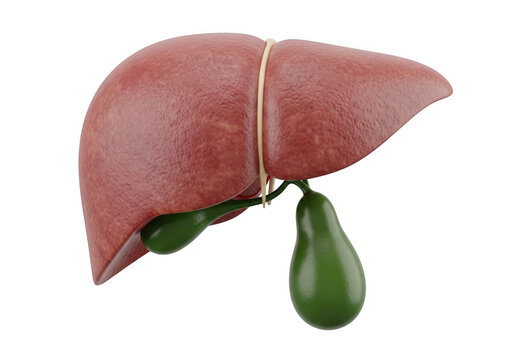 Anatomical human liver with gallbladder organ 3d medical illustration isolated on transparent background