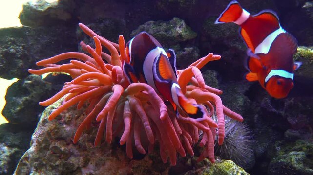 Orange clownfish (or Percula clownfish, Amphiprion percula), recognizable by its bright orange body, white stripes, and distinct black outlines
