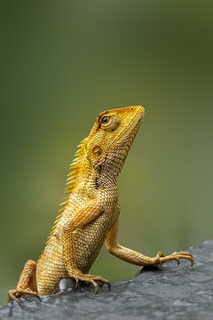 lizard on a rock; Oriental garden lizard