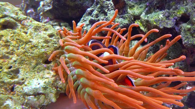 Orange clownfish (or Percula clownfish, Amphiprion percula), recognizable by its bright orange body, white stripes, and distinct black outlines